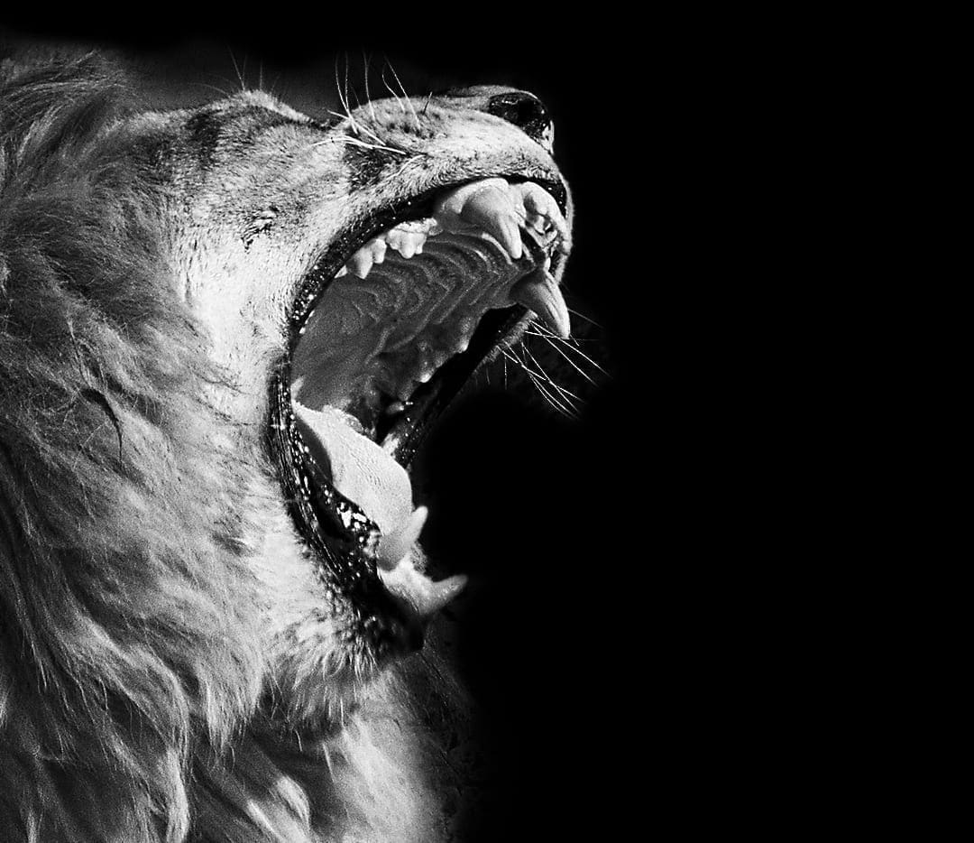 PRIMIS: Hear the Lion Roar! Listen on Spotify & Google Podcast