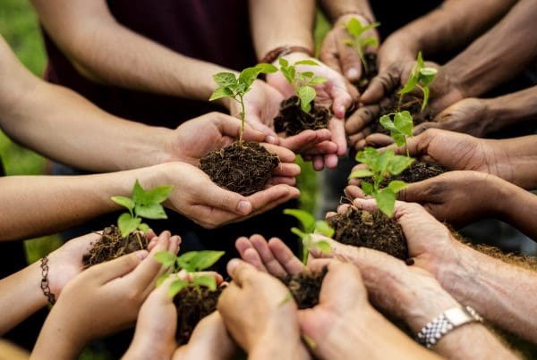 Hands holding dirt with a growing green plant
